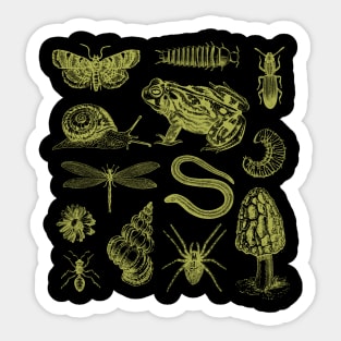 Vintage Biology Goblincore Nature Aesthetic Collection of Frogs, Snails, Moths, Mushrooms Sticker